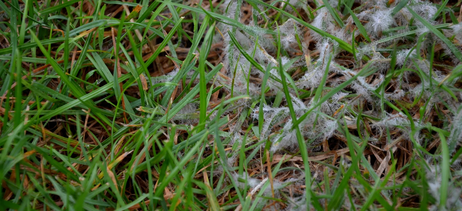 Choroby grzybowe trawnika – jak z nimi walczyć?